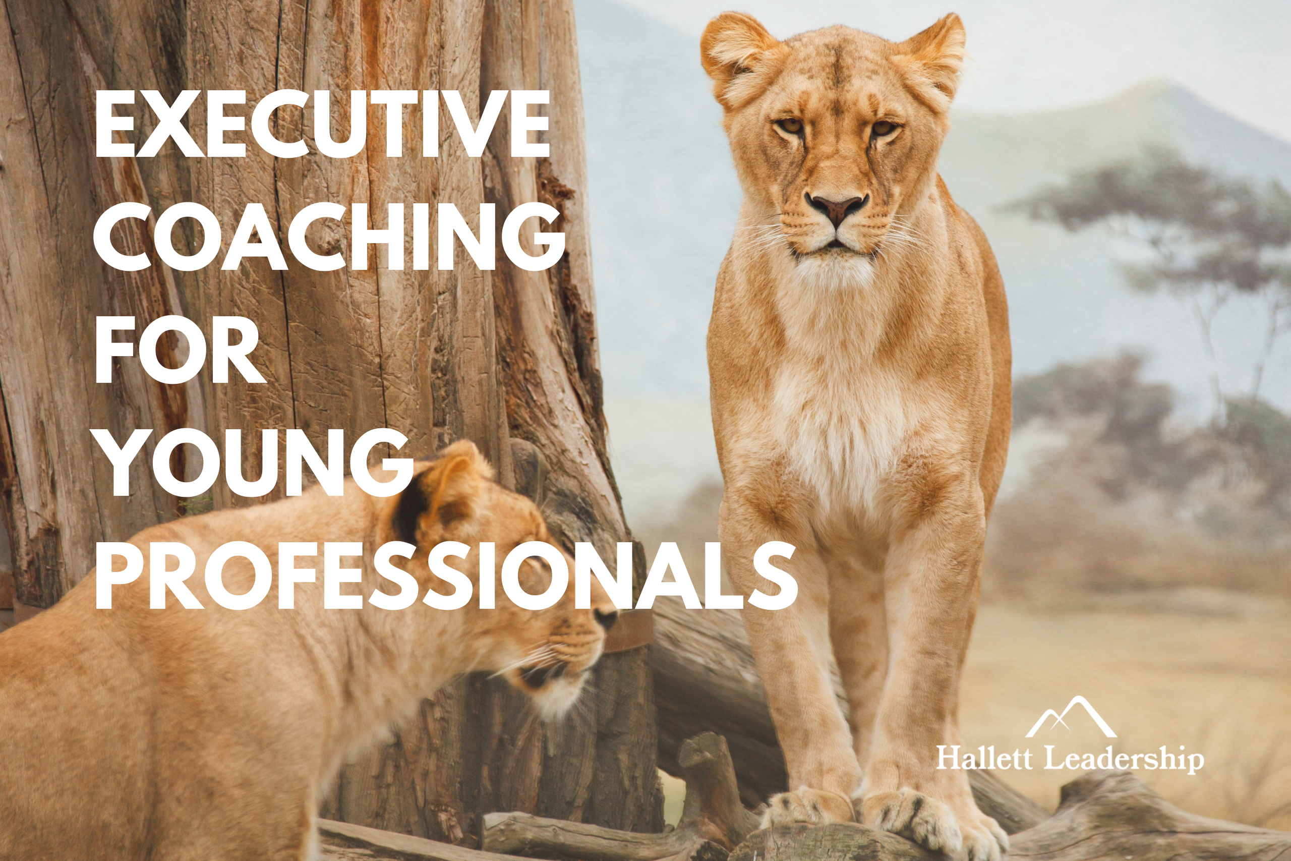 Executive Coaching For Young Professionals