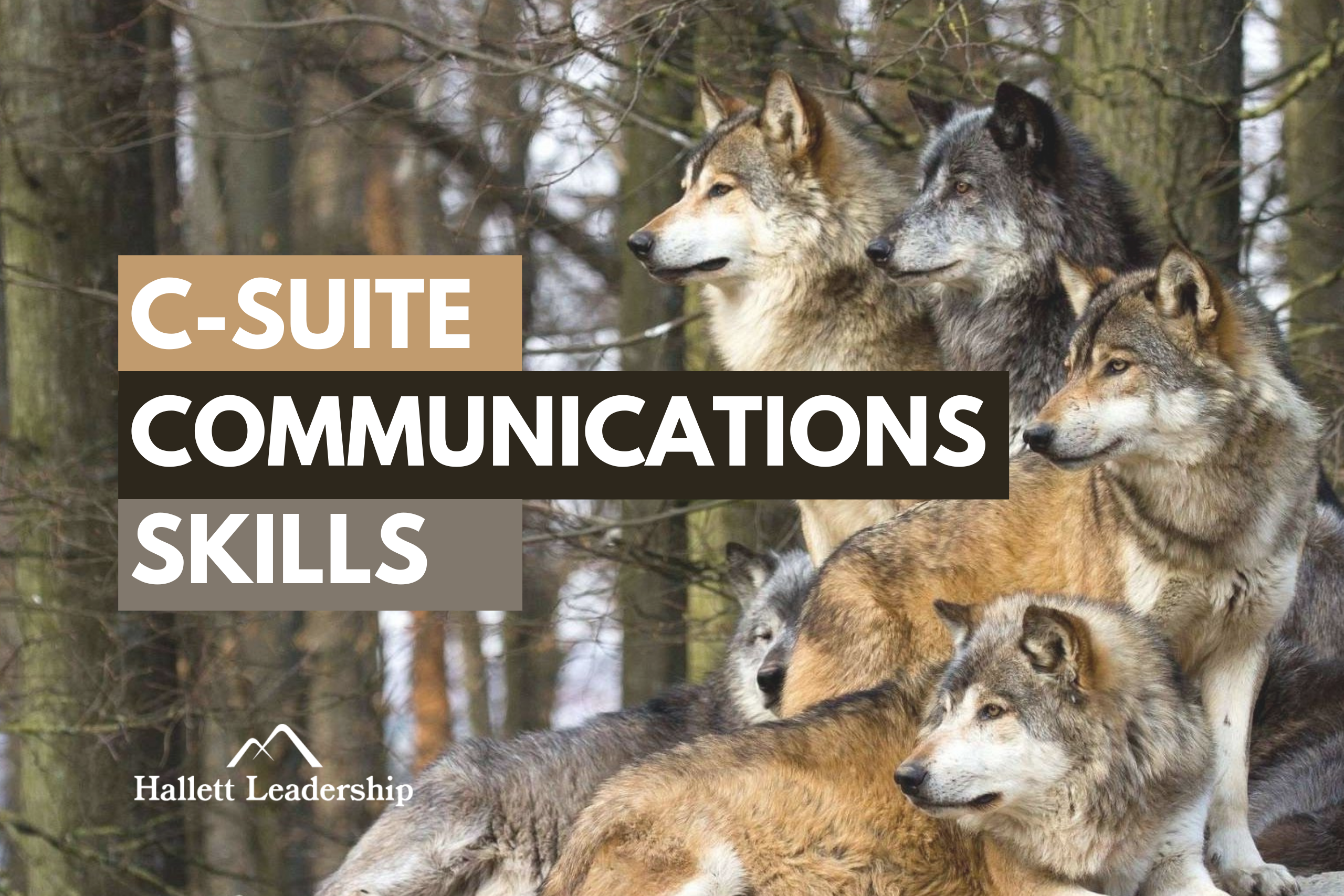 C-Suite Communications Skills